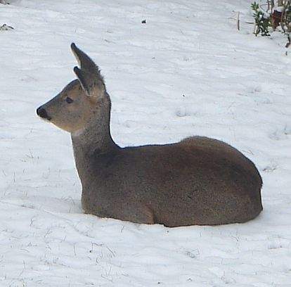 Rehe 2009